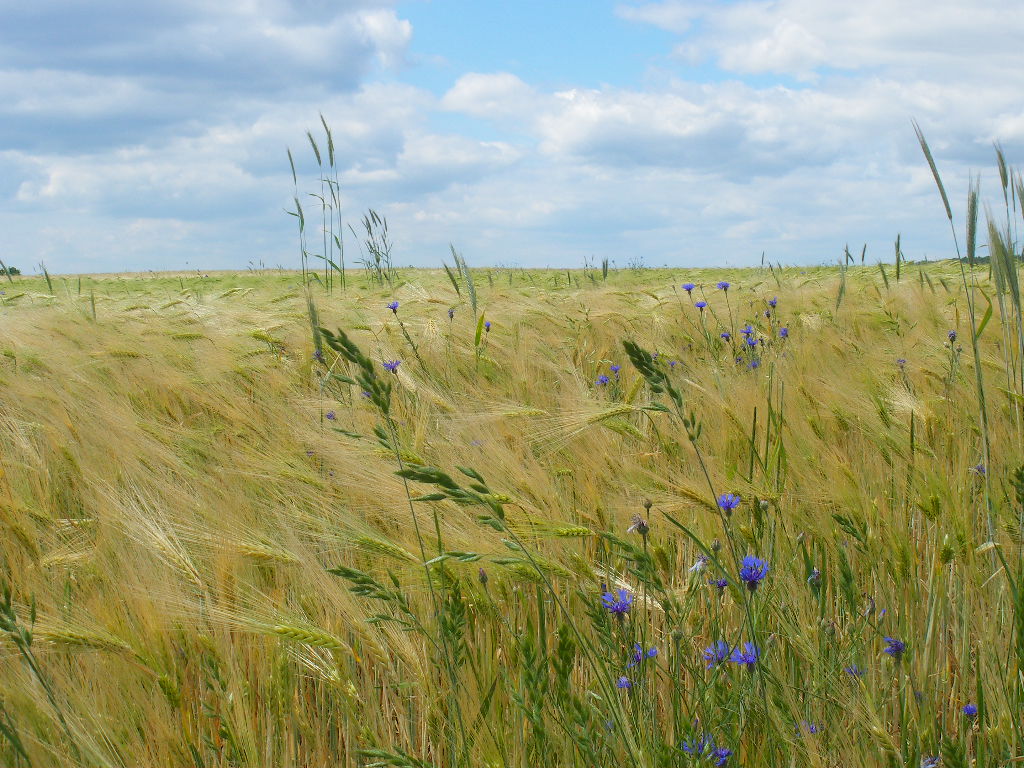 Sommerwind im Getreidefeld