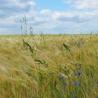 Sommerwind im Getreidefeld