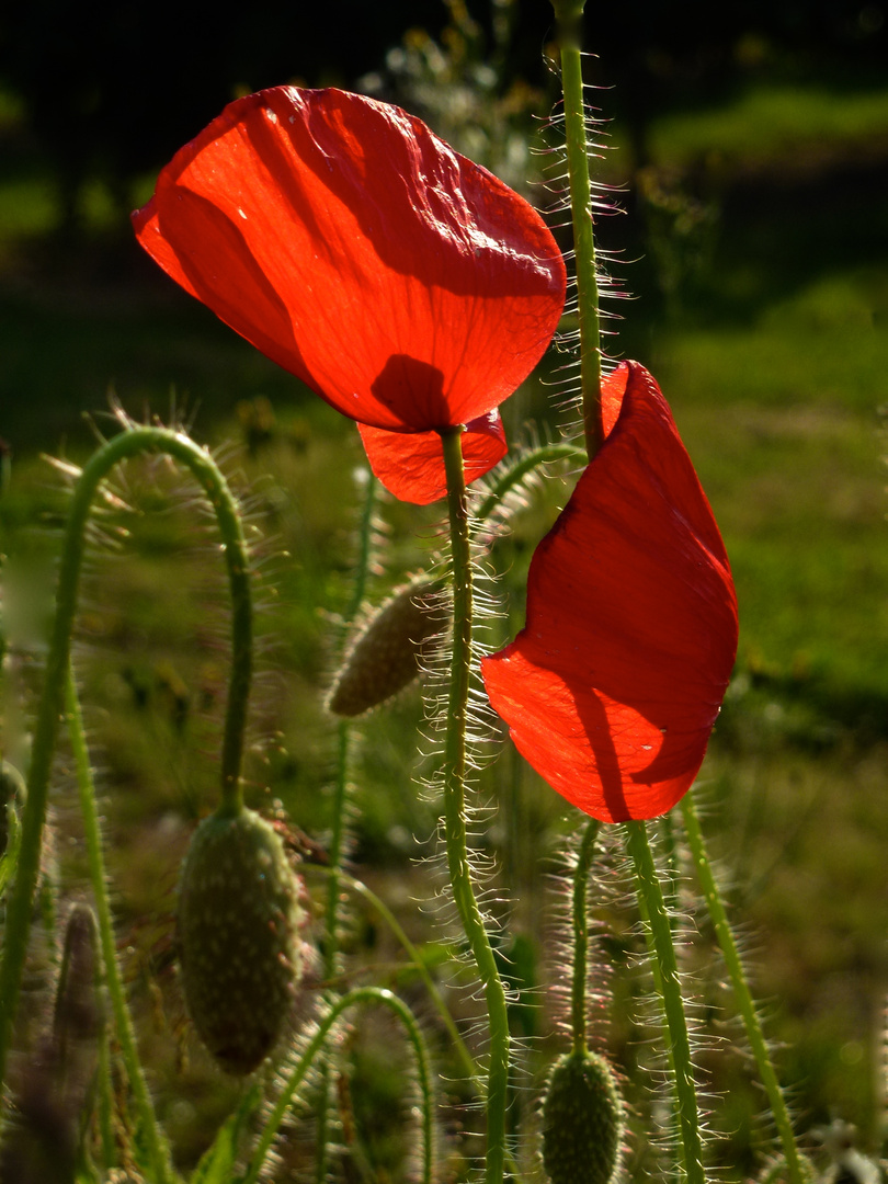 Sommerwind ……Klatschmohn vom Winde verweht….