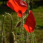 Sommerwind ……Klatschmohn vom Winde verweht….