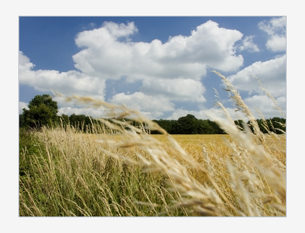 Sommerwind... - ...was für ein schöner, frischer Sommertag... -