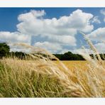 Sommerwind... - ...was für ein schöner, frischer Sommertag... -