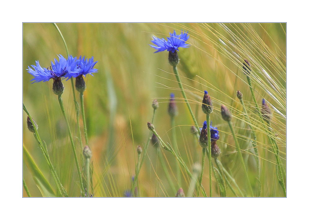 ...Sommerwind weht... - oder: ...wann endlich ist Sommer... ?!