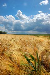 Sommerwolken