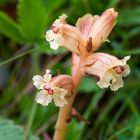 Sommerwurz (Orobanche alba)