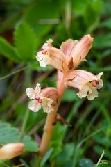 Sommerwurz (Orobanche alba)