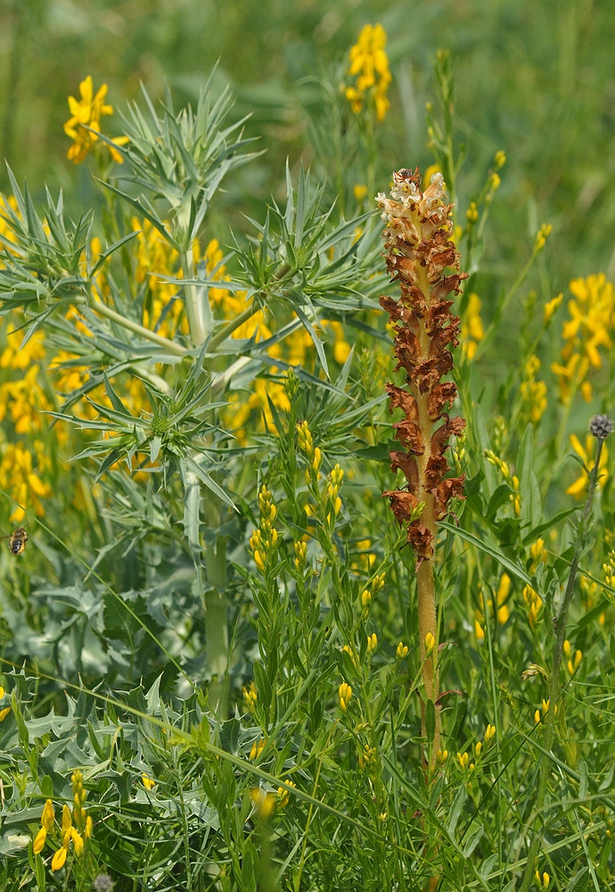 Sommerwurze spec., Feld – Mannstreu und Färberginster