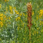 Sommerwurze spec., Feld – Mannstreu und Färberginster