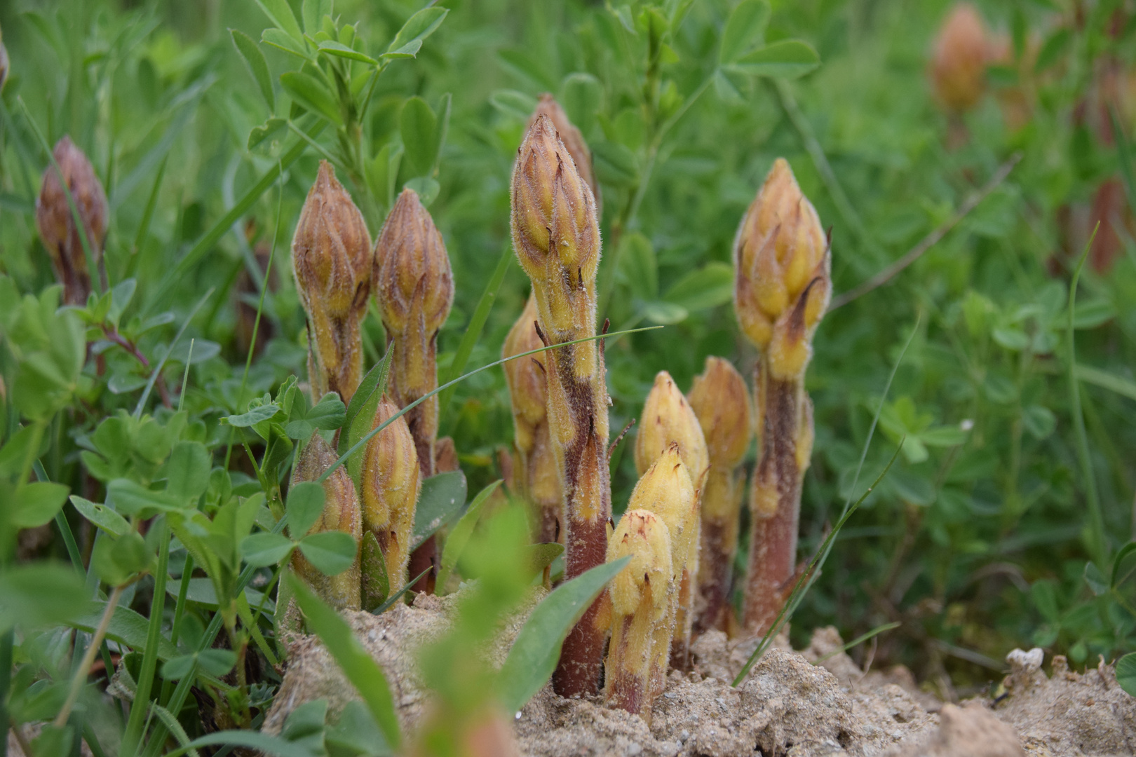 Sommerwurzen