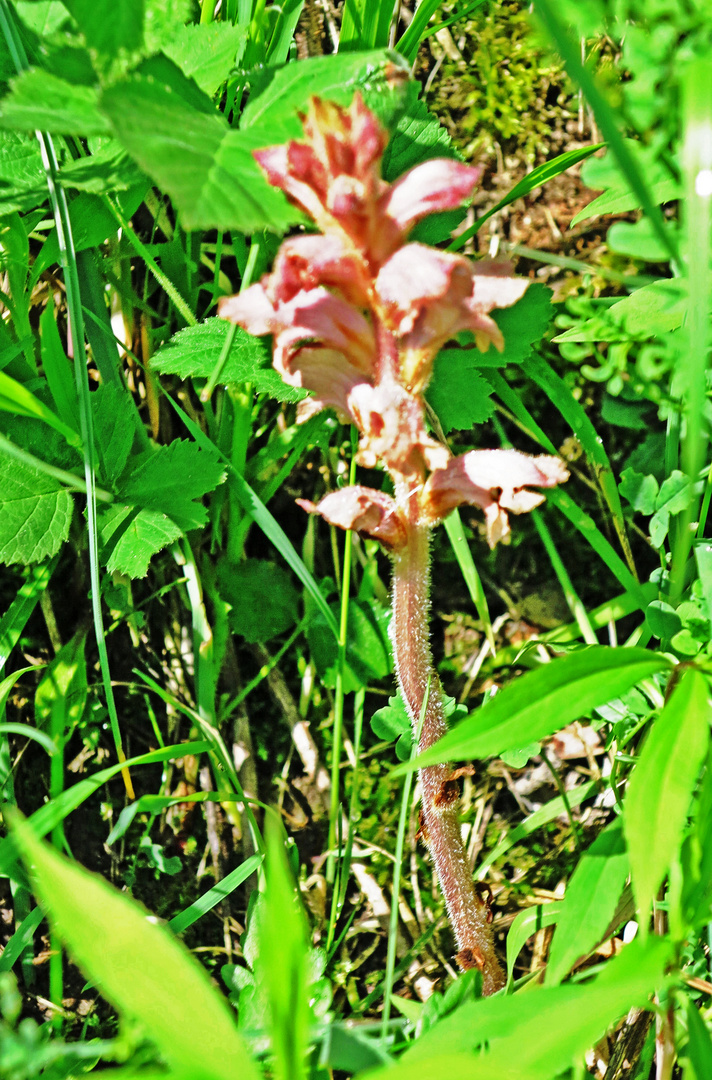 Sommerwurzen  (Orobanche)