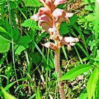 Sommerwurzen  (Orobanche)