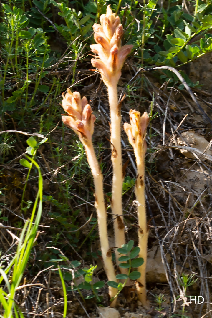 Sommerwurzen (Orobanche Art)