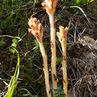 Sommerwurzen (Orobanche Art)