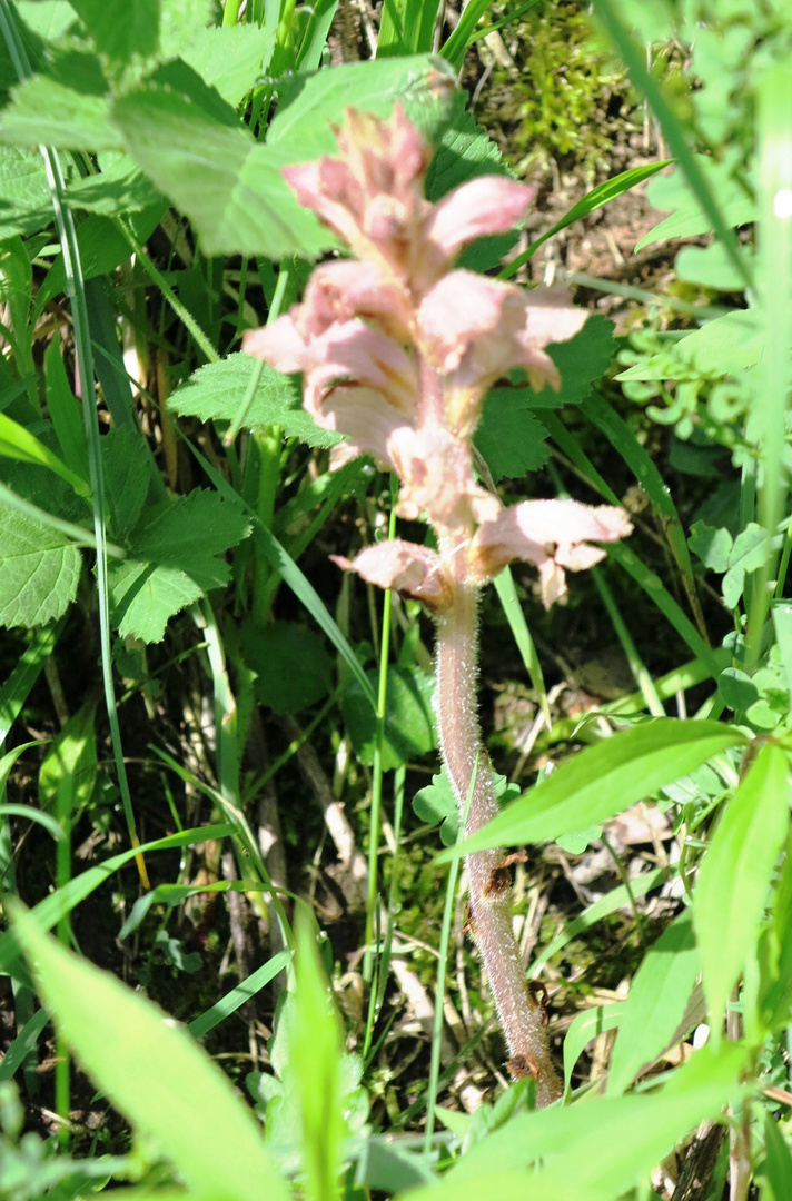 Sommerwurzen  (Orobanche)