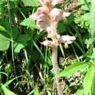 Sommerwurzen  (Orobanche)