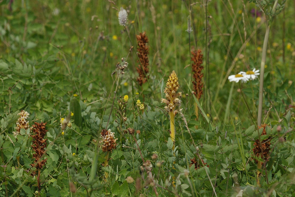 Sommerwurzen spec.: Eine blüht noch