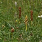 Sommerwurzen spec.: Eine blüht noch