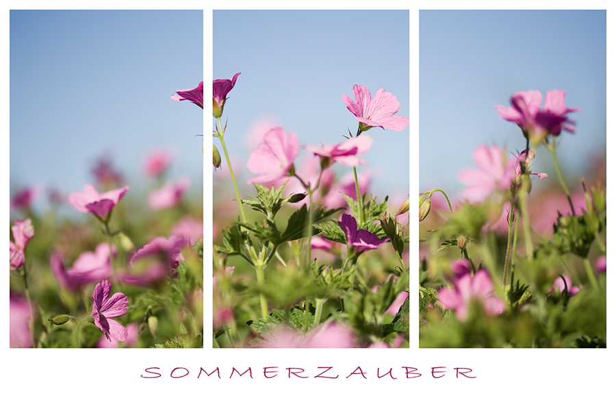 sommerzauber.....