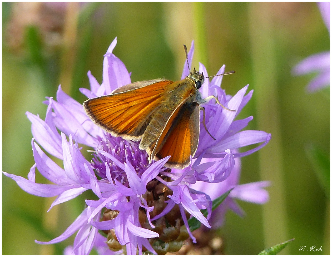 Sommerzeit 07 Foto & Bild | jahreszeiten, sommer, natur Bilder auf fotocommunity