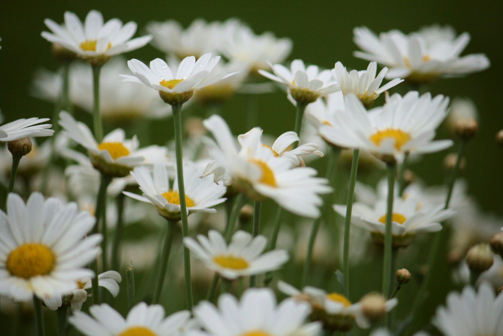 Sommerzeit