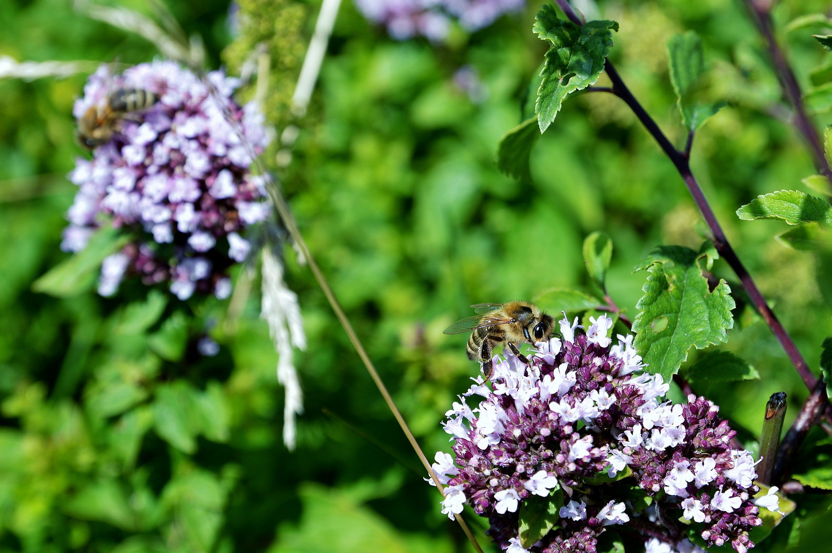 Sommerzeit