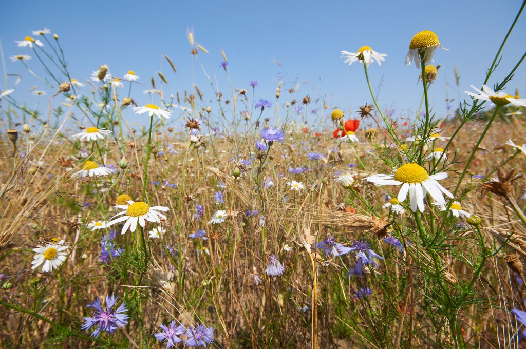 Sommerzeit