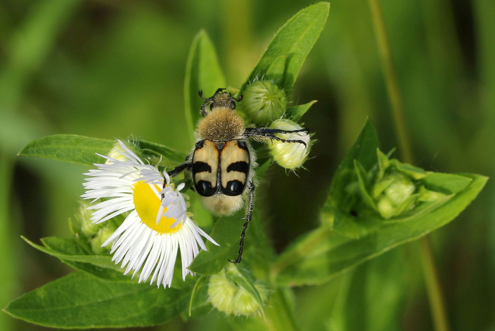 sommerzeit