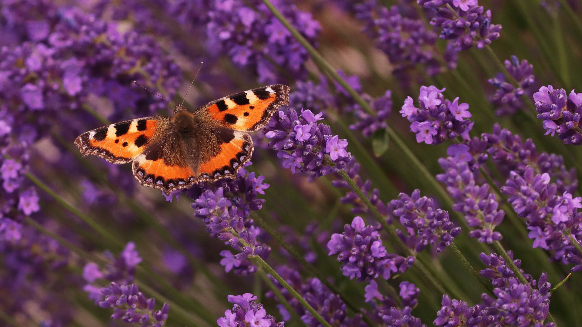 Sommerzeit...