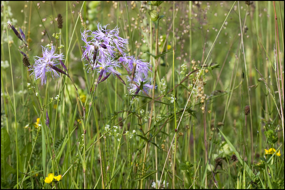 Sommerzeit