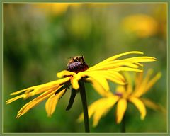 ~Sommerzeit~