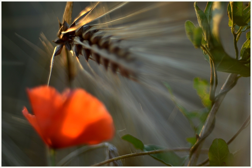 *sommer.zeit*