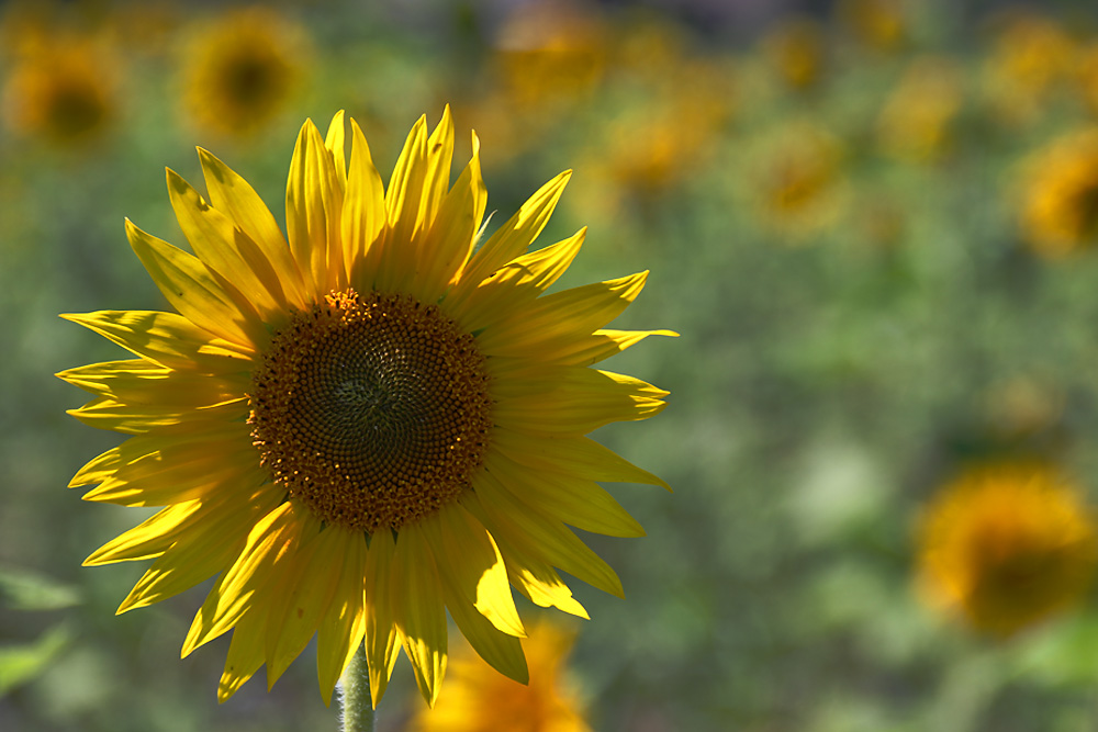 Sommerzeit