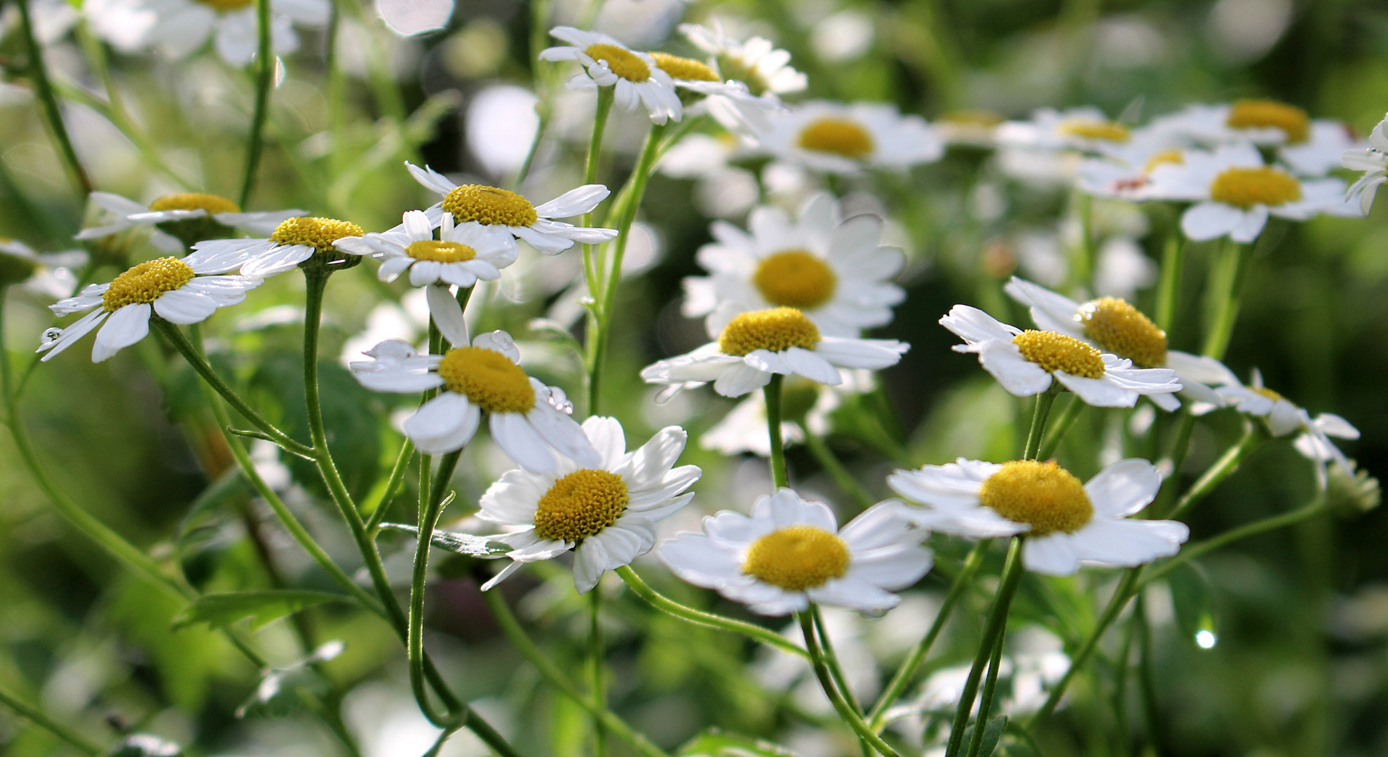 Sommerzeit