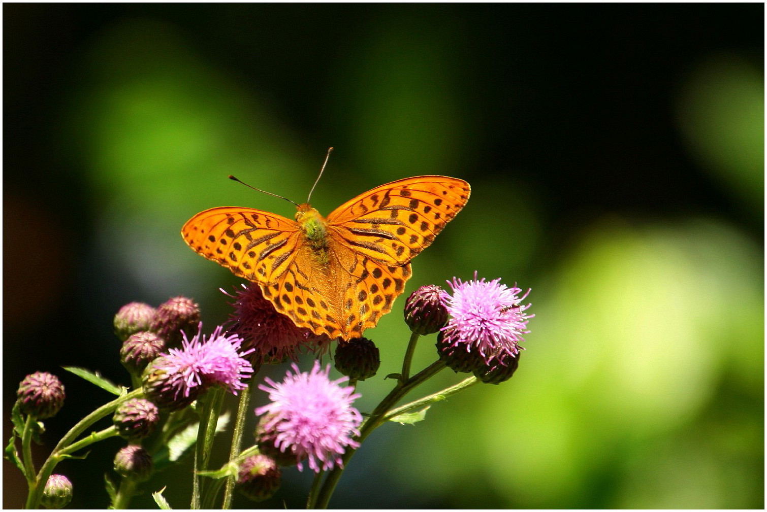 Sommerzeit