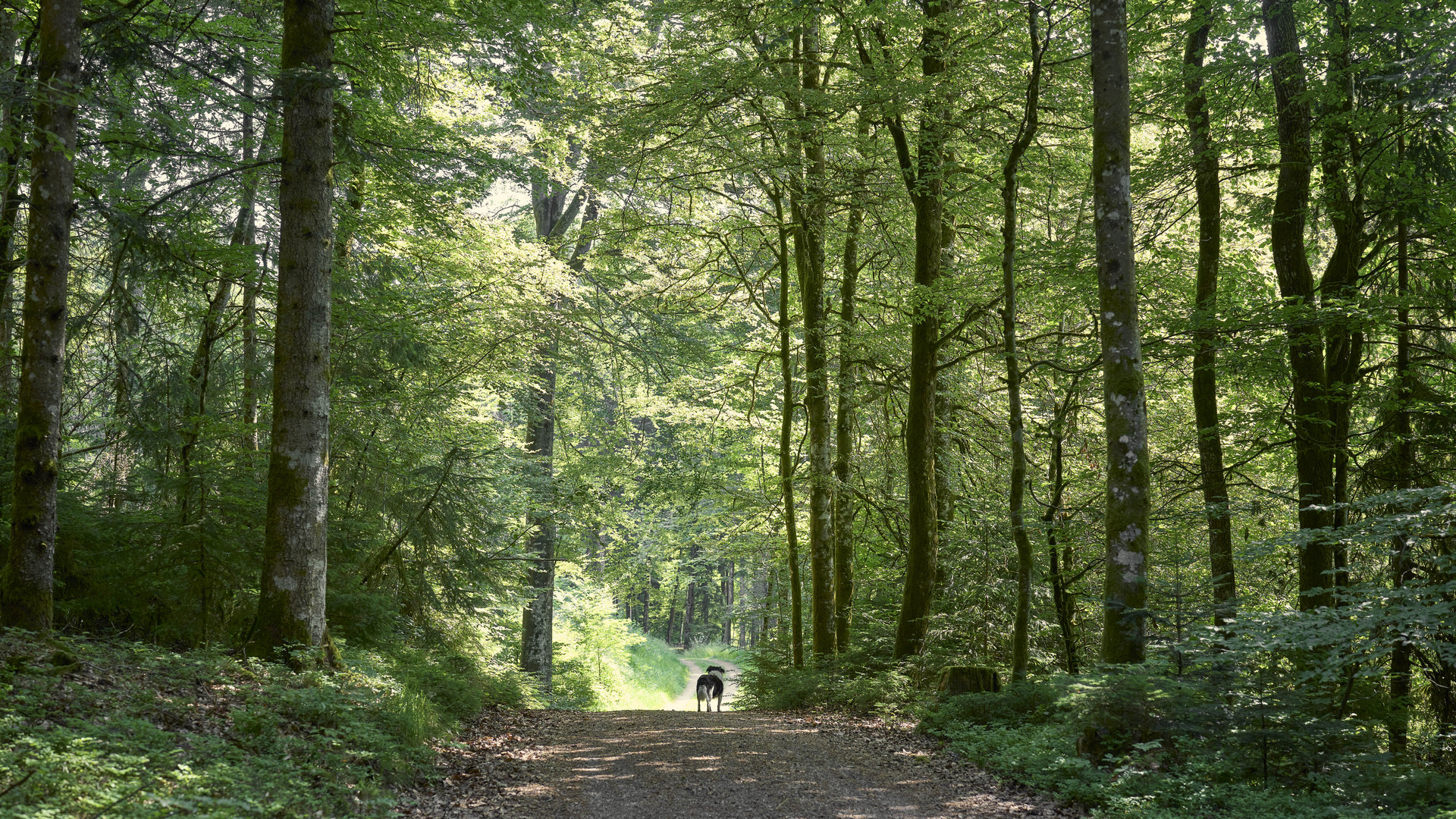 Sommerzeit