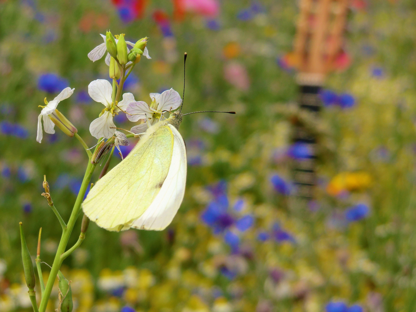 Sommerzeit