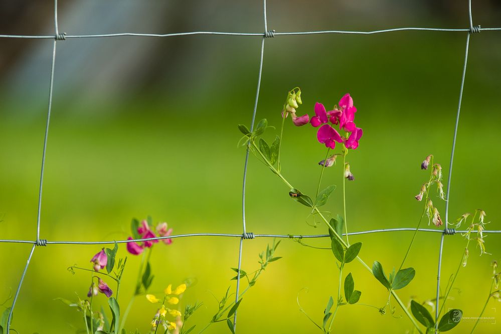 Sommerzeit