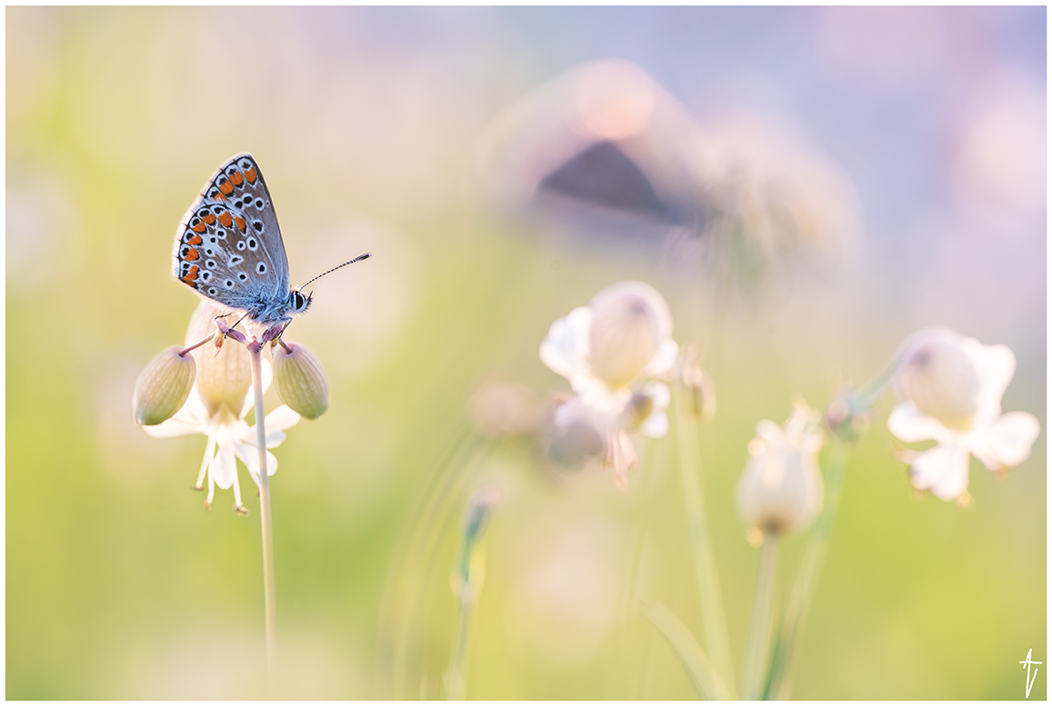 Sommerzeit