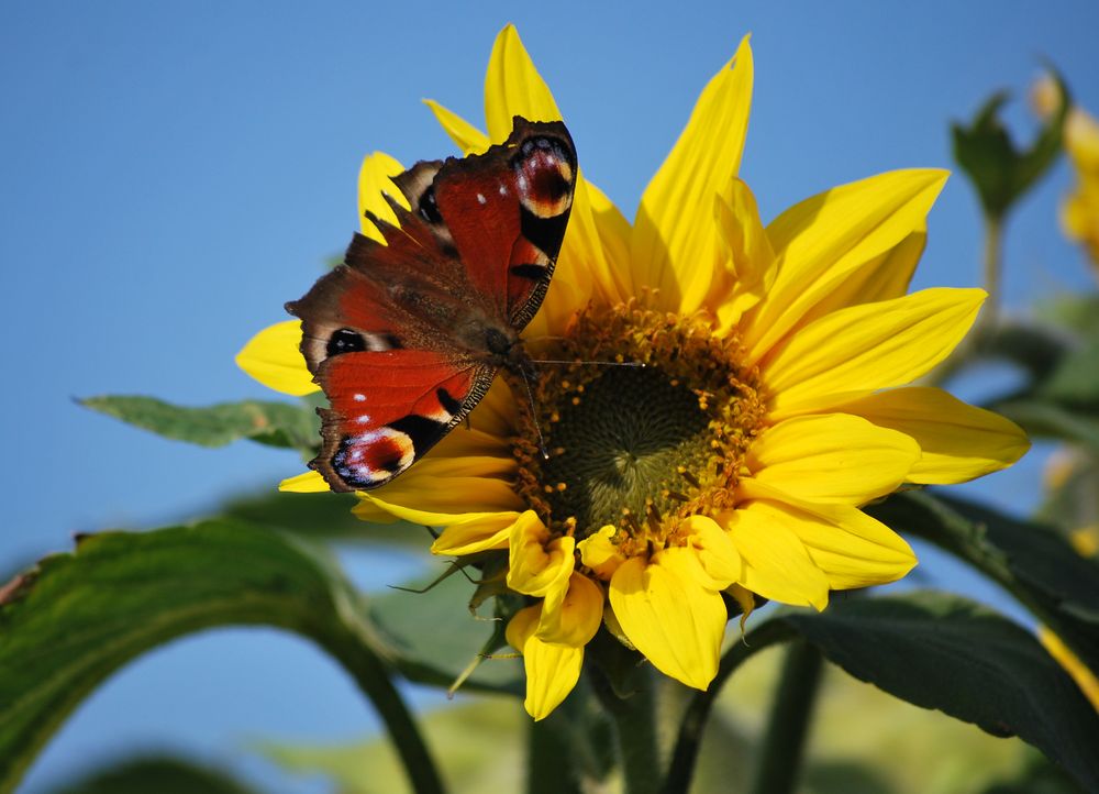 Sommerzeit