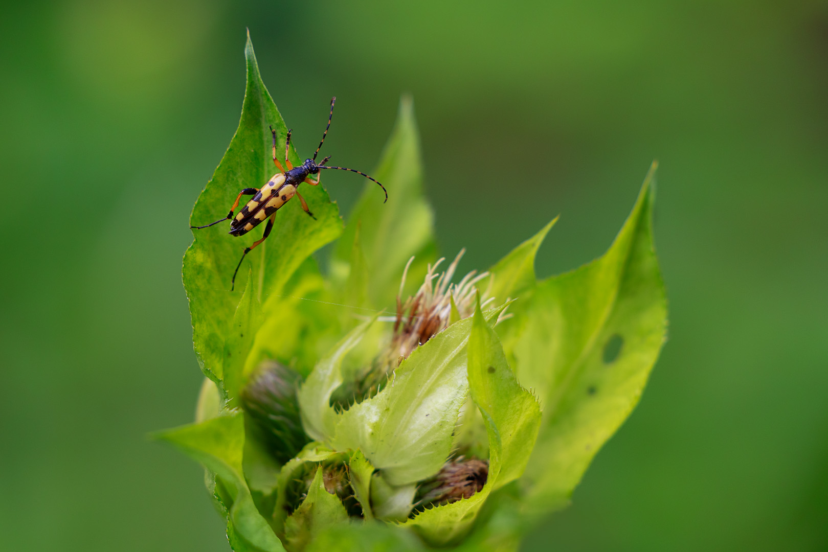 Sommerzeit