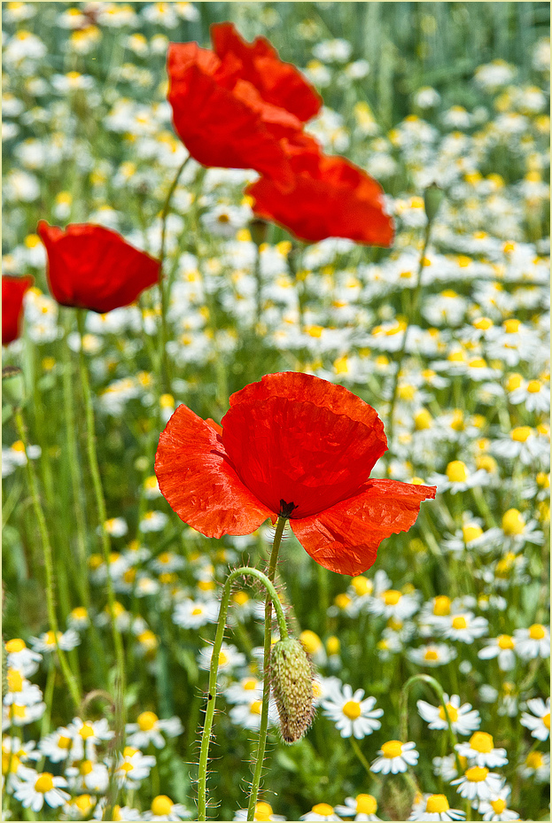 Sommerzeit