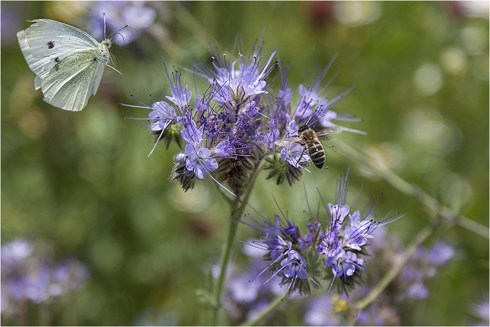 ... Sommerzeit ...