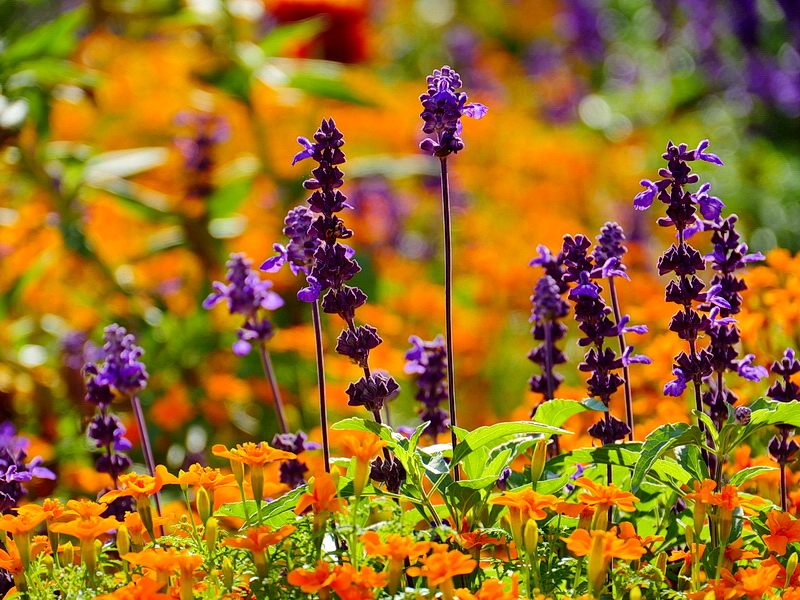 Sommerzeit : Sommerzeit Foto & Bild | pflanzen, pilze & flechten, blüten- & kleinpflanzen, natur Bilder auf ... / Auf der südhalbkugel findet die zeitumstellung entsprechend im südsommer statt.