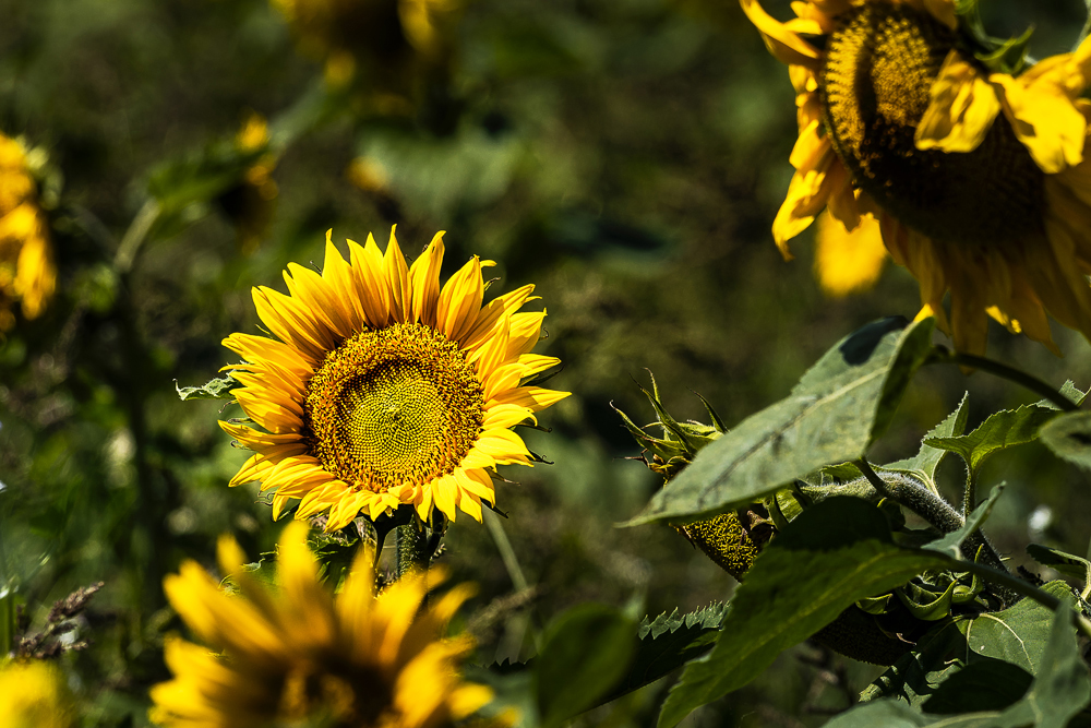 Sommerzeit - Blumenzeit