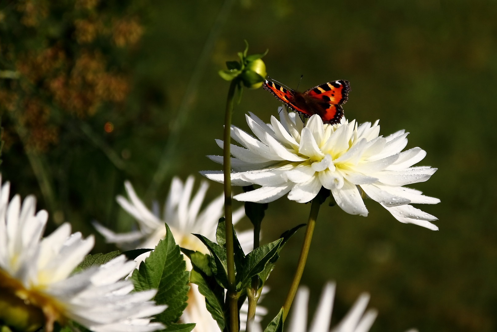 Sommerzeit