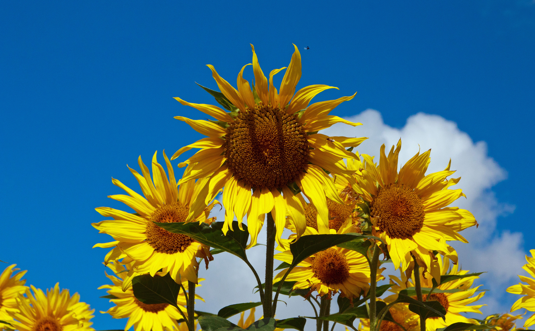 Sommerzeit