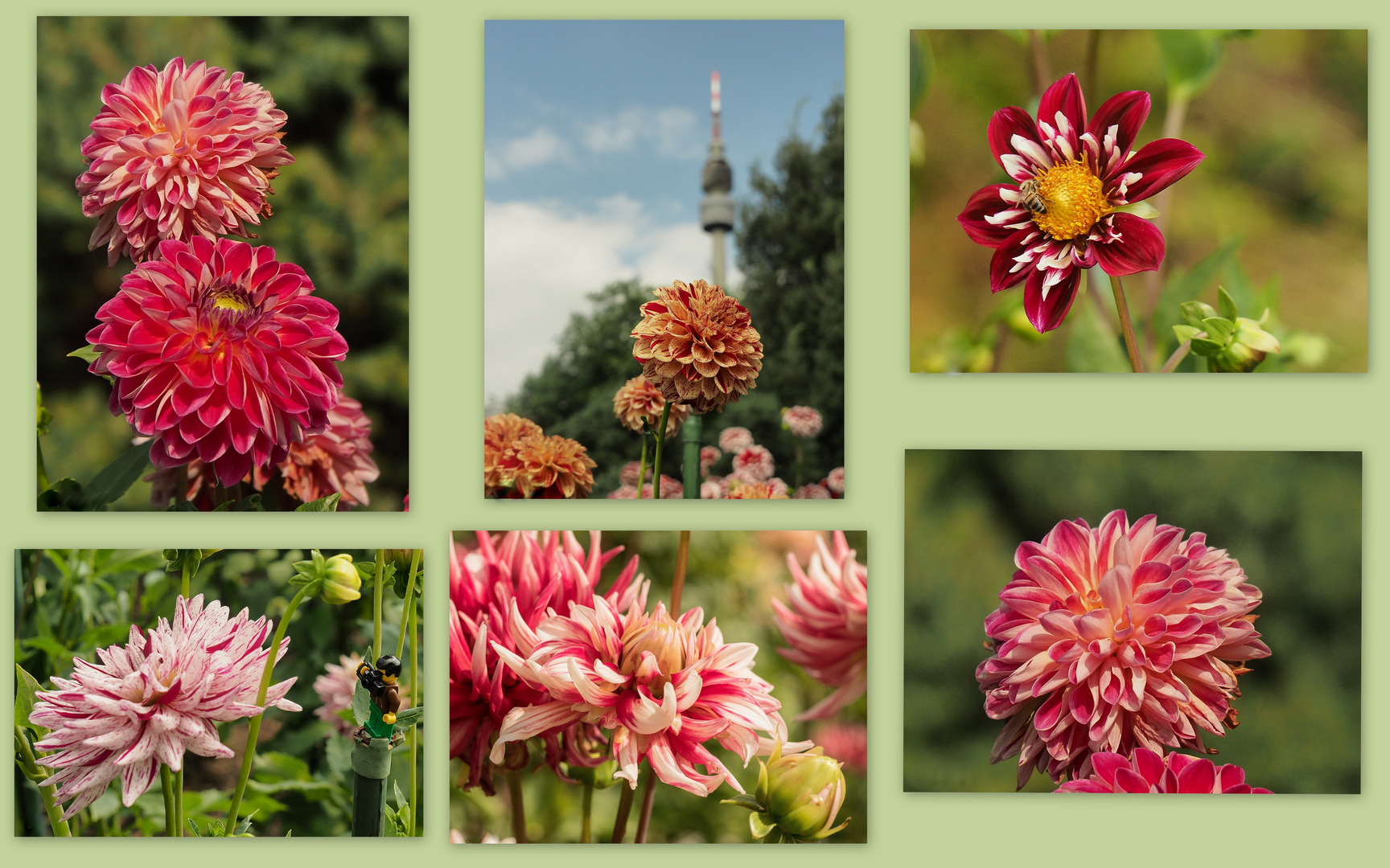 Sommerzeit, Dahlienzeit