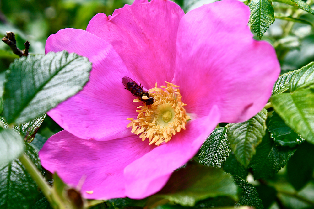 Sommerzeit