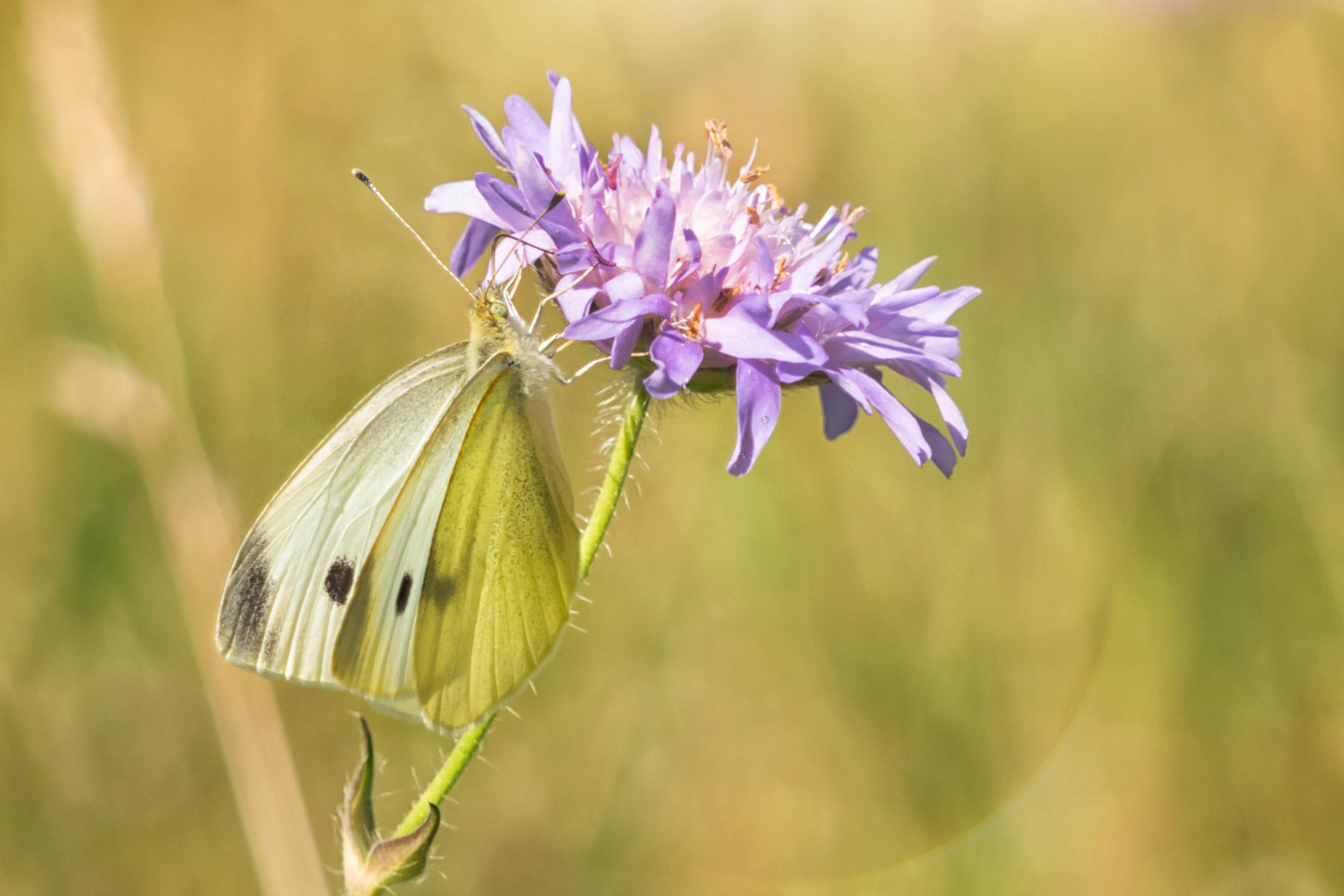 Sommerzeit