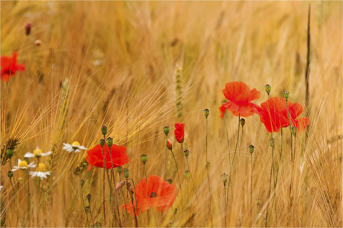 Sommerzeit